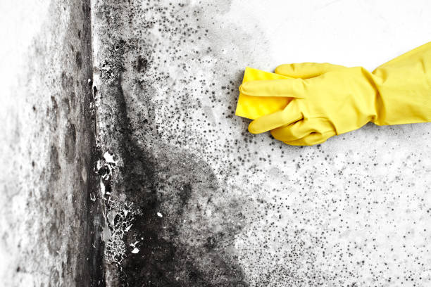 Best Residential Mold Remediation in Kittredge, CO
