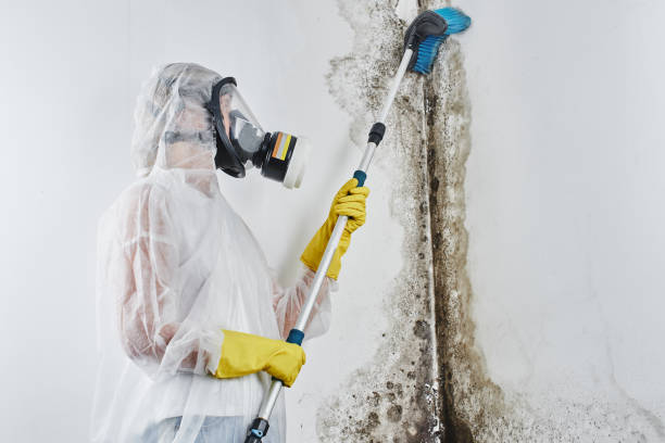 Best Insurance-Related Mold Remediation in Kittredge, CO