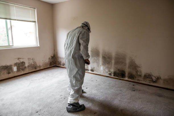 Best Health and Safety Mold Remediation in Kittredge, CO