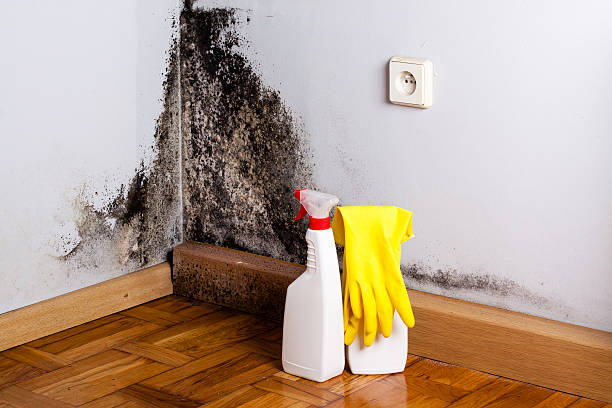 Best Emergency Mold Remediation in Kittredge, CO